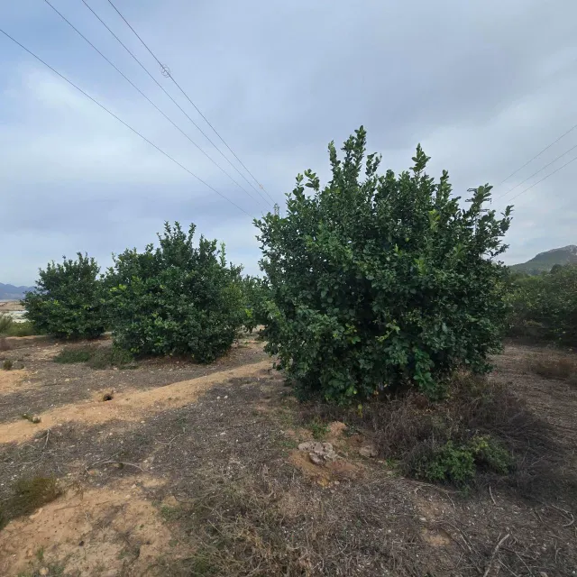 Finca rústica en Blanca | limoneros en producción y para construir vivienda — 8