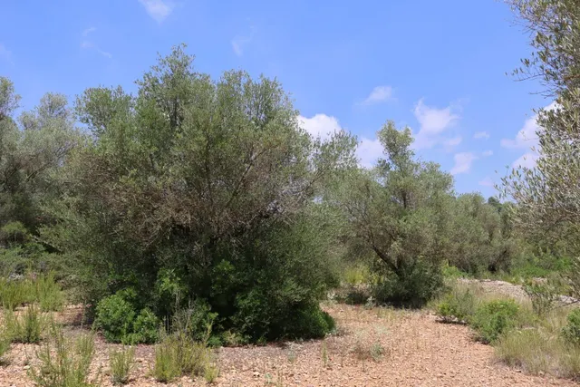 MASIA RUSTICA EN DOS HECTAREAS DE TERRENO ZONA POU DE BECA — 38