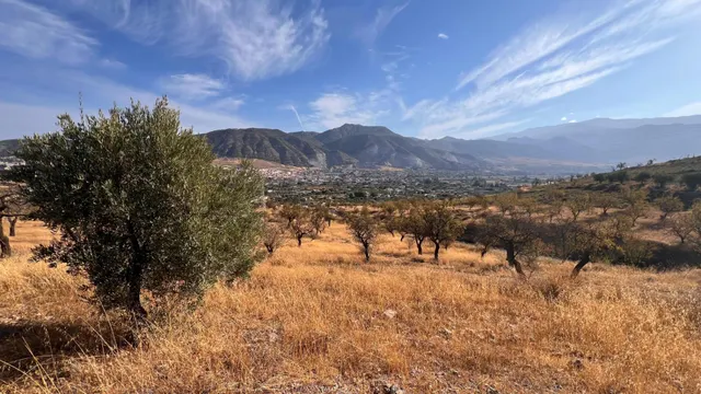 Oportunidad agrícola: Finca rústica de 2.400 m2 con olivos y almendros en producción — 11