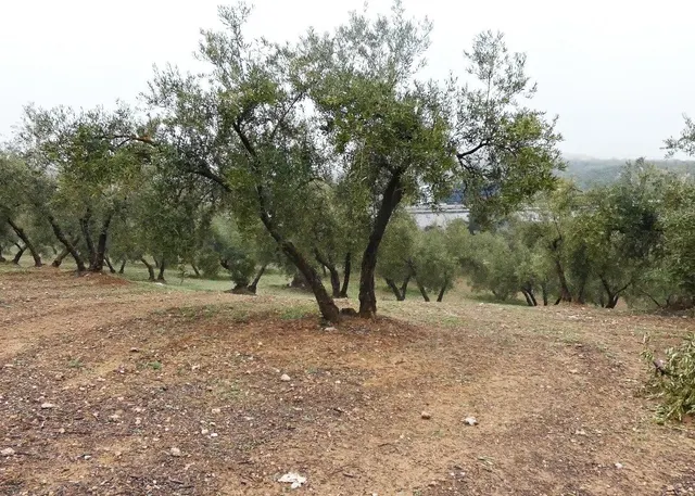 Finca rústica en Peligros – Excelente ubicación y acceso — 12