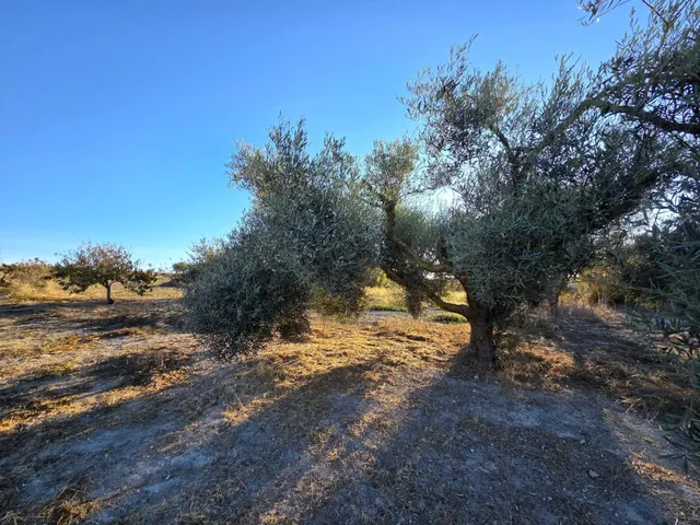 Parcela segregada de 3.353 m/2  en el marquesado – Chiclana de la Frontera — 13