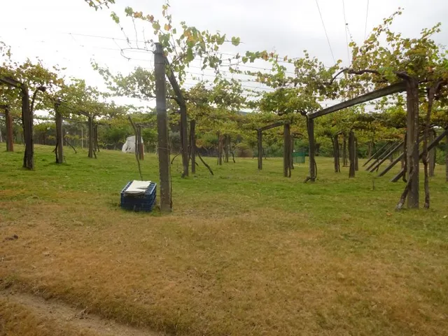 SE VENDE CASA SEÑORIAL PAREADA DE PIEDRA REFORMADA Y EN PERFECTO ESTADO EN PADRON — 41