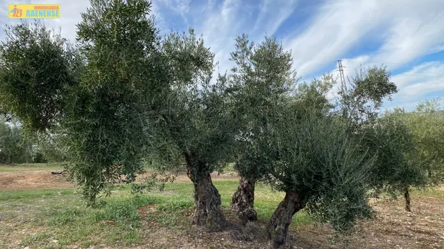 Olivar en buena ubicación — 4