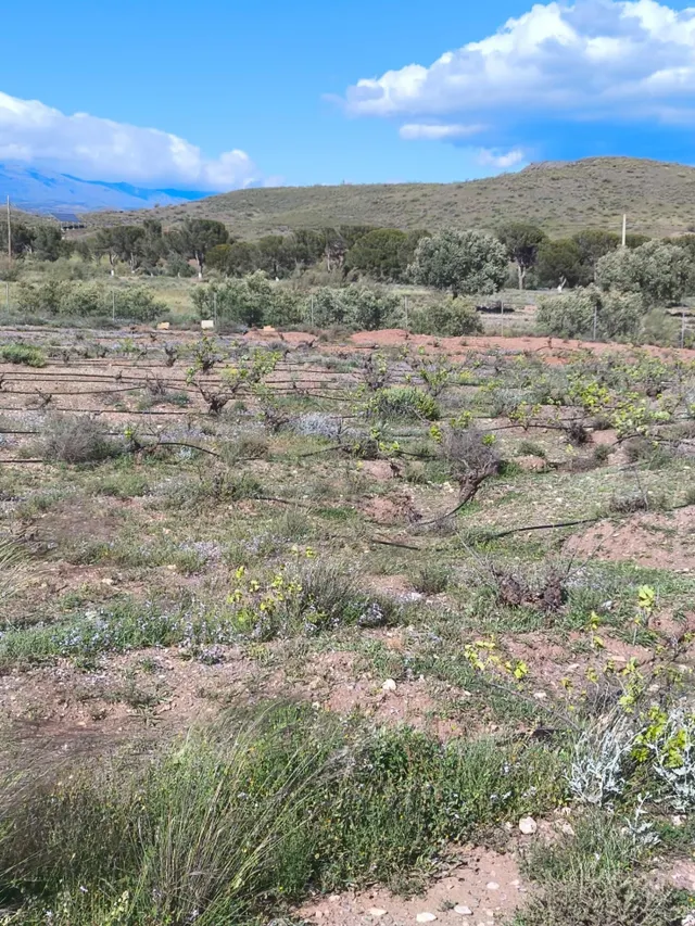 Terreno Rural en Venta en Alboloduy - foto 2