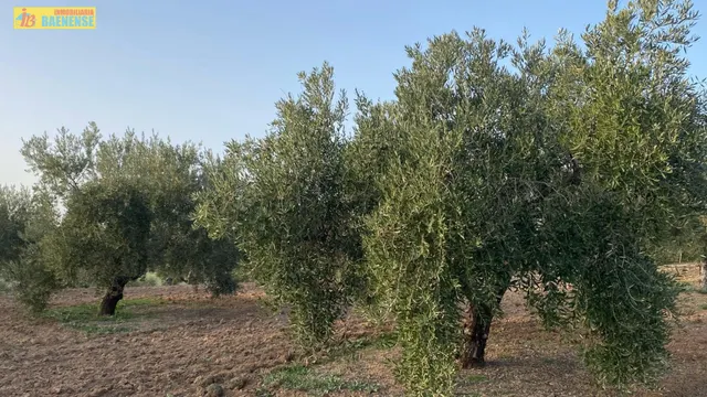 Olivar intensivo con buen acceso — 2
