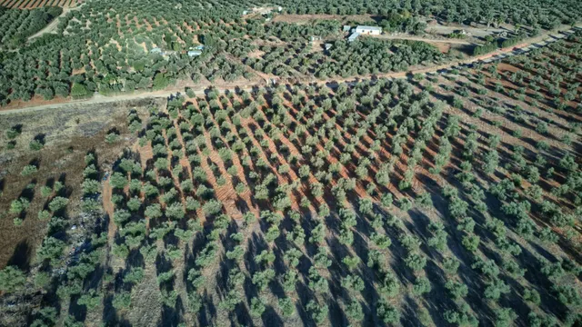 Finca rústica de 16.000 m2 junto a Almensilla. — 9