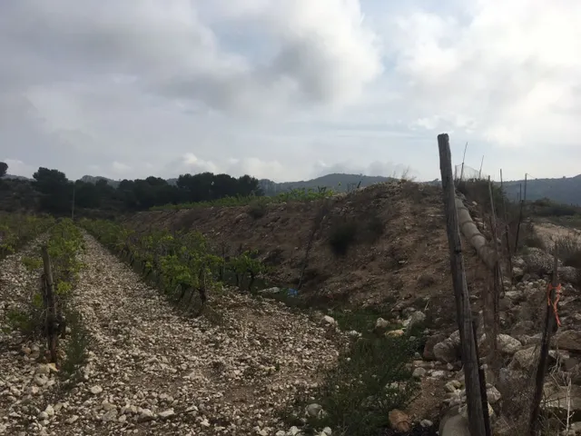 27.500 metros de terreno con plantacion de Uvas o para construir un Chalet — 3