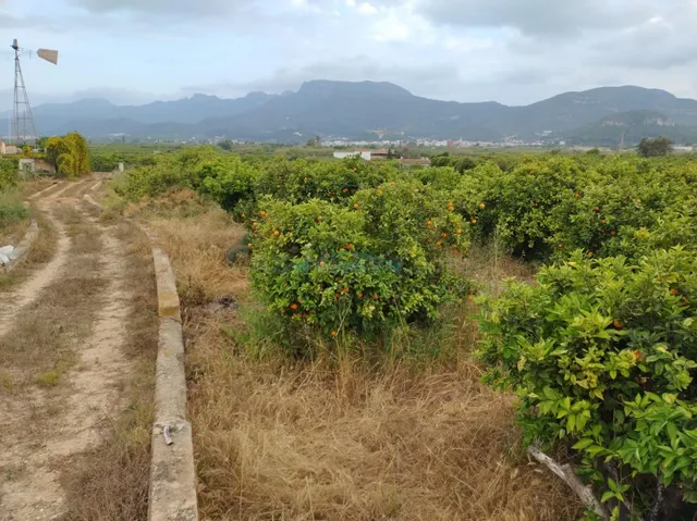 Terreno agrícola en venta – 13.013 m2 con cultivo de naranjo