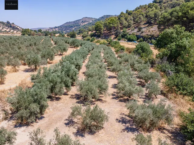 GRAN OPORTUNIDAD !!!! OLIVAR EN VENTA..... — 18