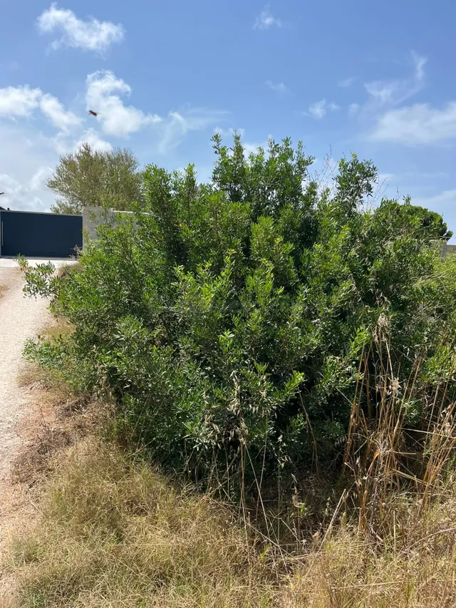 PARCELA SEGREGADA RUSTICA PAGO MARAVILLAS - foto 3