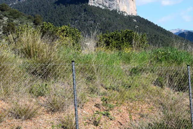Parcela para construir dos viviendas unifamiliares en Alaró — 8
