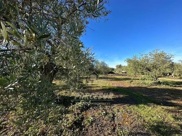 ADAMUZ - FINCA AGRICOLA DE 6 Has. CON CASA. — 25