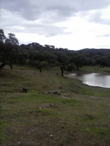 DEHESA 160 Has, GANADERA SIERRA DE HUELVA — 4