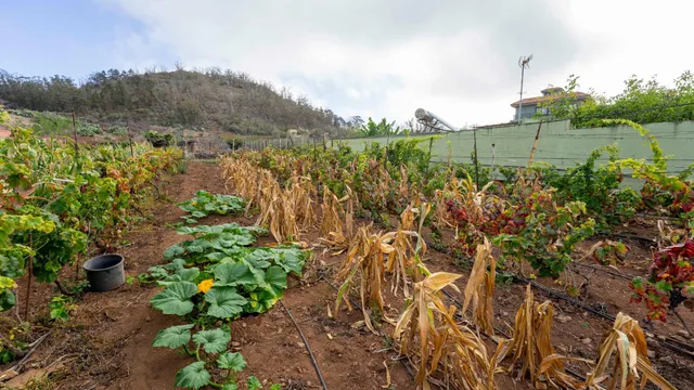 Terreno urbano en Tacoronte. — 18