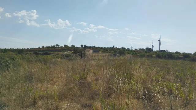 OCASION FINCA DE REGADIO PLANTADA DE OLIVOS EN PRODUCCION - foto 3