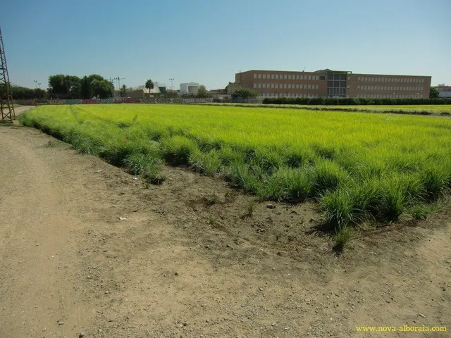 Terreno rural en venta - Huerta — 5