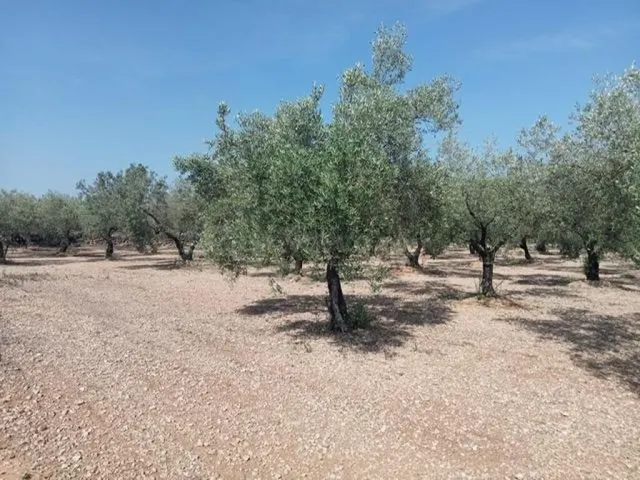 Fantástica finca con casa en la Miliana — 12