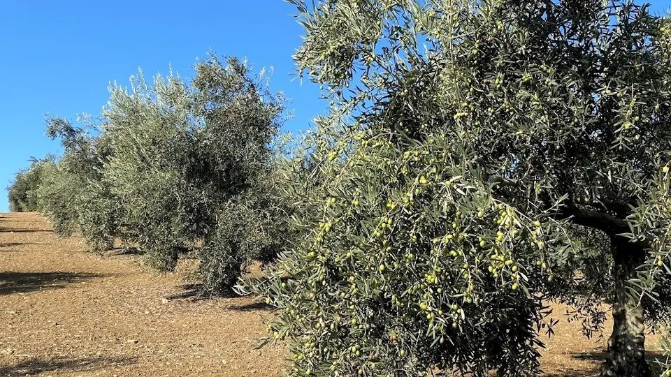 Olivar Intensivo