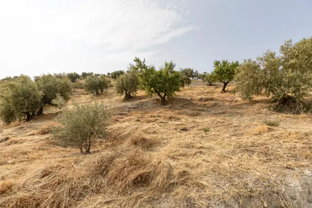 Olivar en venta - JAYENA — 30