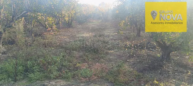 Oportunidad de Inversión: Terreno Rústico con Árboles Frutal - foto 3