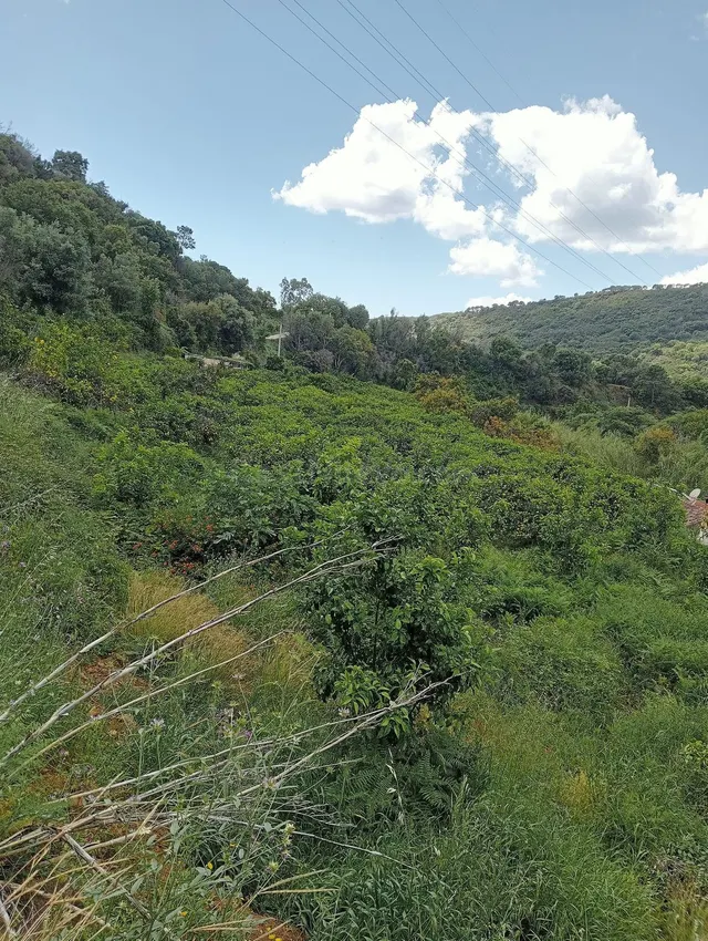 Parcela 10000m² en venta - Costa Del Sol - foto 3