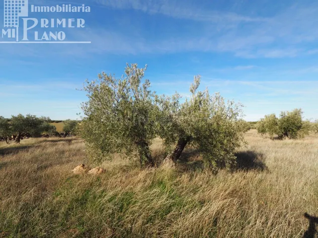 Se vende finca rustica destinada a olivo, la finca cuenta co - foto 3