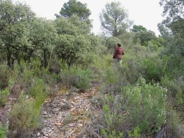 PARCELA EN NUEVA SIERRA, ALBALATE DE ZORITA — 3