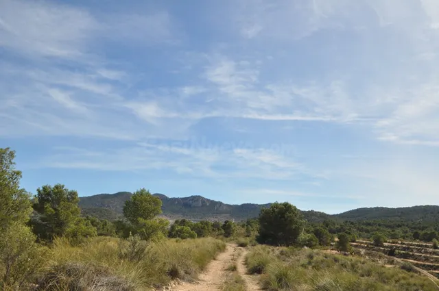 Parcela en venta - Jumilla - foto 3