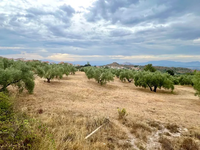 NIVAR - FINCA DE OLIVOS — 19