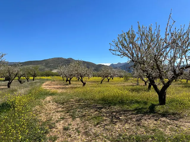 VENTA DE FINCA RUSTICA DE 6,5 HECTAREAS DE ALMENDROS Y ALGUNOS OLIVOS EN DILAR — 22