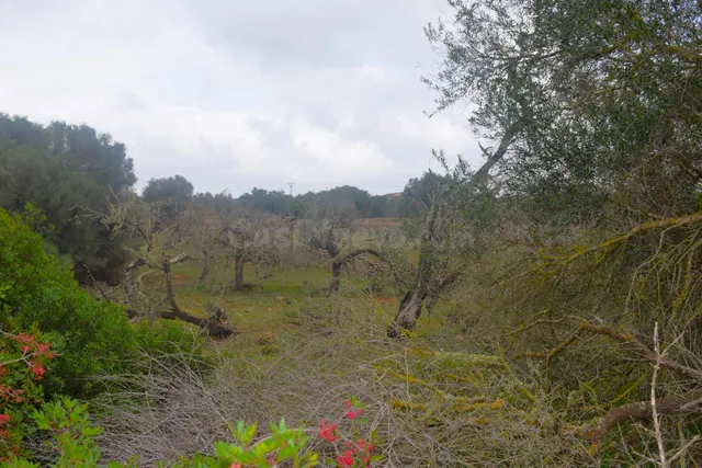 Finca rústica con posibilidad de hacer una vivienda en Santa