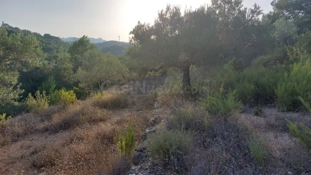 Finca Rústica en el Perello con muchas posibilidades - foto 4