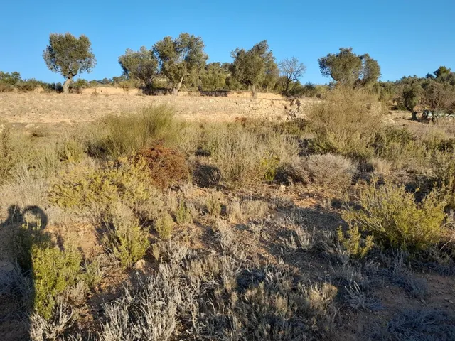 OCASION GRAN  FINCA EN PRODUCCION DE 8,4 HAS. EN CORBERA D´EBRE — 21