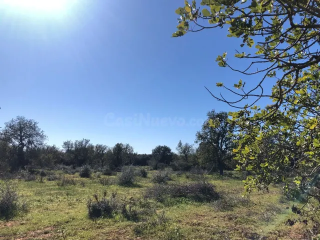 Terreno rural en venta - Porreres - foto 3