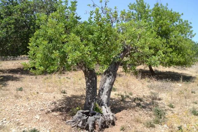 Finca rústica en Campanet — 2