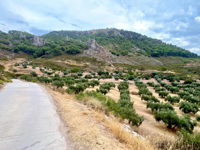 NIVAR - FINCA DE OLIVOS - foto 5