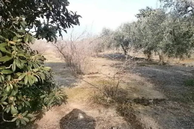 TERRENO RÚSTICO DE SECANO DE AVELLANOS - RIUDECOLS — 13