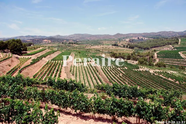 BODEGA CON VIÑEDOS, 25 HECTÁREAS — 4