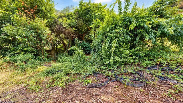Finca con casa tradicional canaria y terreno de más de 12.000 m2 en Valsendero – Valleseco — 15