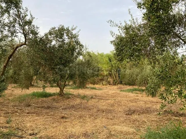 Oportunidad de Inversión! Terreno Rústico Agrario se vende en Carretera de Pino Montano. — 2