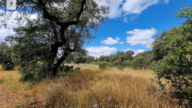 Terreno de 5000 m2 en urbanización Tres Arroyos, Badajoz - foto 3