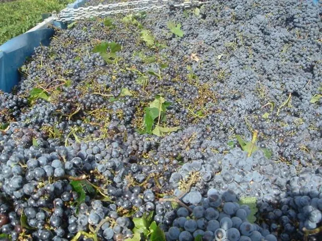 2 terrenos rústicos de uso agrario con un total de 324.946 m2 (32,49 Hectáreas) actualmente viñedos — 19