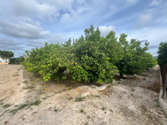 Se vende parcelica de huerto, plantado de limoneros en LLano - foto 4