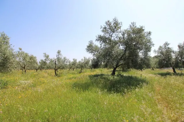 Terreno rural en venta - Alrededores - foto 5