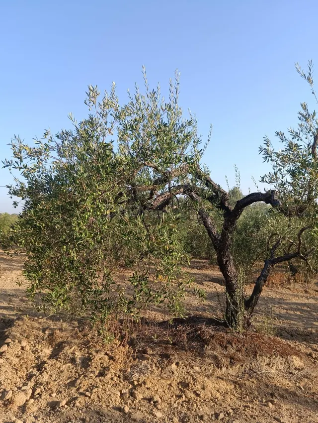 Terreno rural en venta - Almonte - foto 4