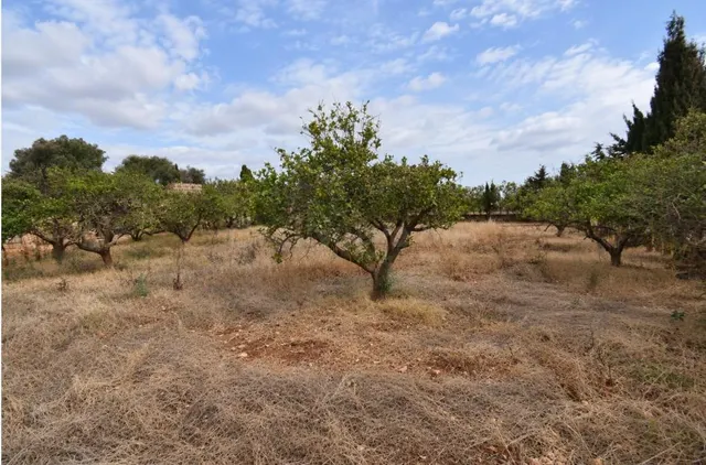 Finca rústica con posibilidad de vivienda en Muro - foto 2