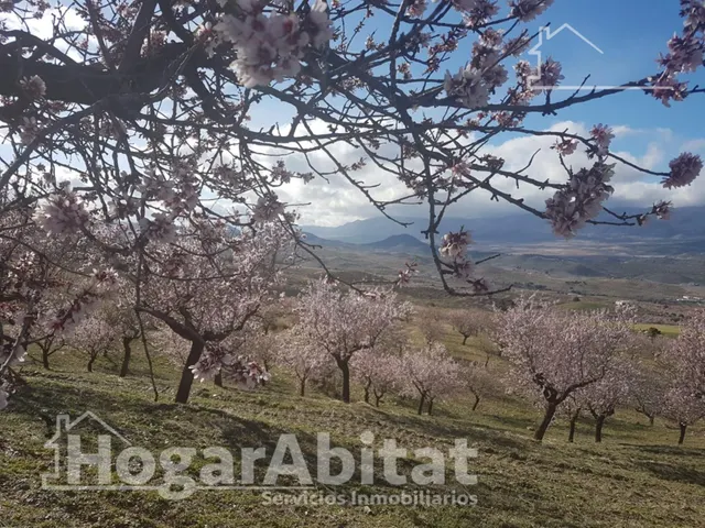 Naturaleza, privacidad y gran producción agrícola en esta singular finca rústica con cortijo tradicional en Vélez-Rubio — 8