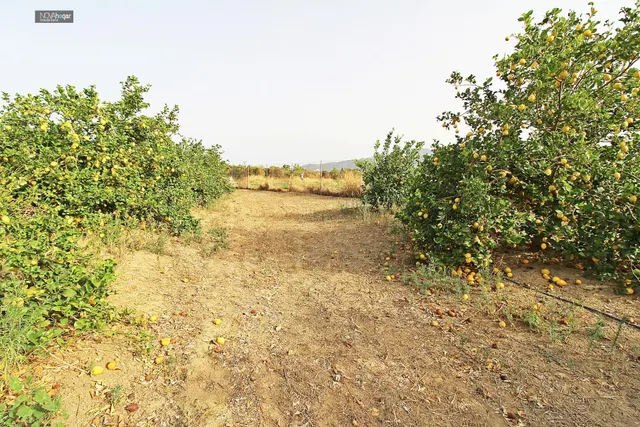 FINCA RÚSTICA EN CAMPANILLAS — 25