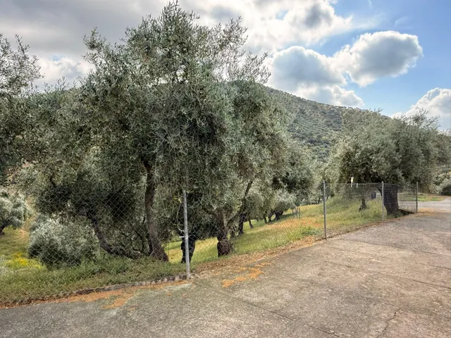 Finca rústica de 26 ha con 3.000 olivos ecológicos, cortijos y alta producción. — 17