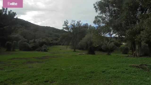 MAGNIFICA DEHESA PROXIMA A JEREZ DE LA FRONTERA — 6